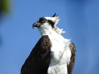 Osprey in Florida
