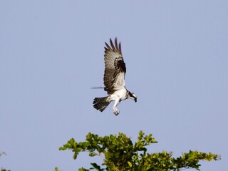 Osprey in Florida