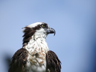 Osprey in Florida