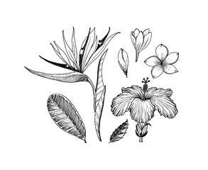 Strelitzia, Hibiscus, Plumeria. Flowering plants. Tropical or exotic leaves and leaf. Vintage fern. Engraved flowers. Hand drawn. Botanical background. Summer herb