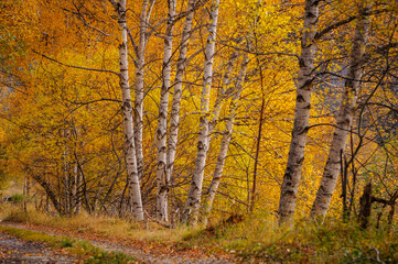 Birch trees on the way from the Montalto reservoir to La Canalada (Alt Pirineu Natural Park, Catalonia, Spain, Pyrenees)