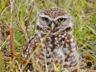 Owls