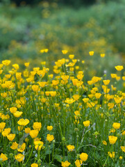 Obraz premium field of yellow flowers