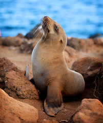 Close up of a baby sea lion, in the Galapagos Islands. 