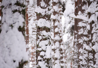 Capcir forest in winter after a snowfall (Les Angles, Pyrénées Orientales, France)