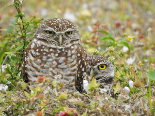 Owls
