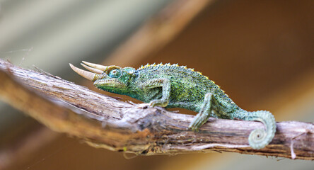 Close up side view of a chameleon on a log in Maui. 