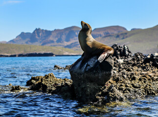 Sea lion perched on a rock in Baja California Sur, Mexico. P