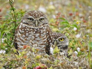 Owls