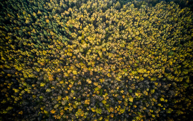 Aerial view directly above the dense forest in autumn. Camera is looking down