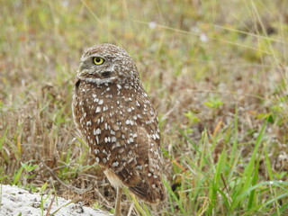 Owls