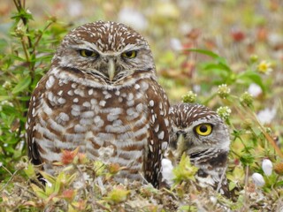 Owls