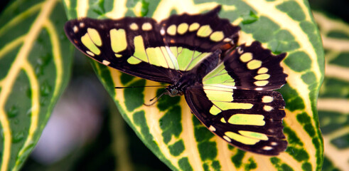 butterfly on a leaf