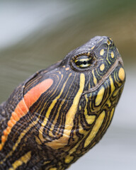 close up of a red eared slider