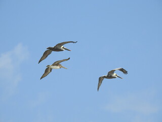 Pelicans