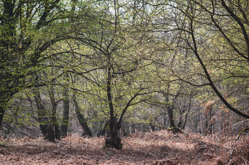 Trees in a primeval forest