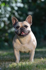 Französische Bulldogge