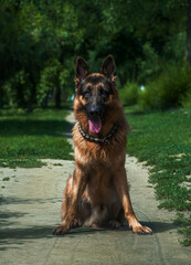 German Shepherd
