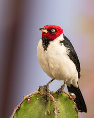 red capped cardinal