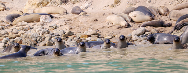Elephant Seals and Sea Lions on the beach on San Miguel Island, Channel Islands National Park. 
