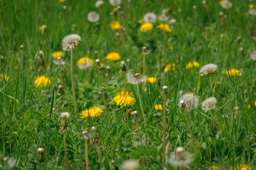 Flowers in Estana in spring (Cerdanya, Catalonia, Spain, Pyrenees)