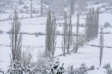 Gósol Valley after a spring snowfall (Berguedà, Pyrenees, Catalonia, Spain)