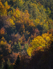 La Pardina del Señor forest in autumn, near to Fanlo (Ordesa and Monte Perdido National Park, Aragon, Spain, Pyrenees)