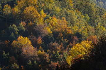 La Pardina del Señor forest in autumn, near to Fanlo (Ordesa and Monte Perdido National Park, Aragon, Spain, Pyrenees)