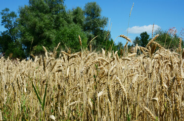 A close-up of a wheat crop, a field with ripe grain, wheat spikes with green trees, and blue sky in the background. Wheat growing and production.