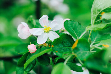 Apple blossom close-up on a green background in the garden.
