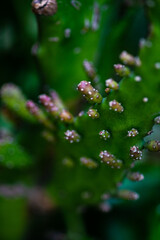 Cactus as a summer background