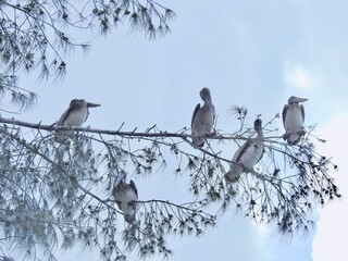 Pelicans