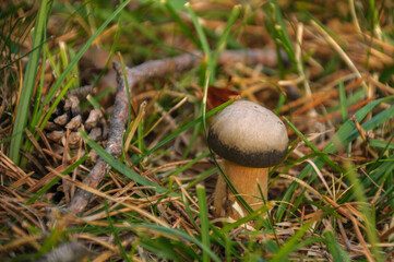 Mushrooms and understory details in a Bergued&agrave; forest (Barcelona, Catalonia, Spain, Pyrenees)