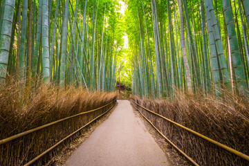 bamboo forest, Kyoto Japan 