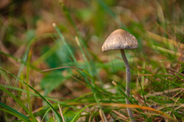 Mushrooms and understory details in a Berguedà forest (Barcelona, Catalonia, Spain, Pyrenees)