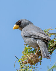 cinereous finch endemic to northern peru