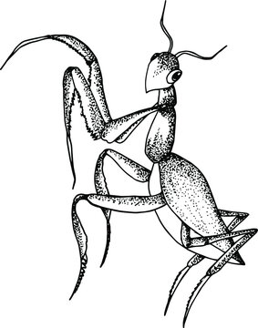black and white praying mantis drawing clip art preview