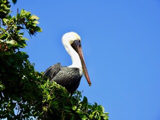 Pelicans