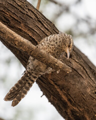 Obraz premium fasciated wren on a branch