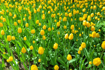 Yellow flowers of tulips blooming in a garden on a sunny spring day with natural lit by sunlight. Beautiful fresh nature floral pattern.