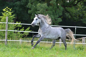 Lipizzaner