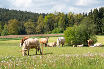 K&uuml;he auf der Weide