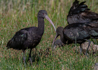 yanavico or puna ibis feeding in marsh