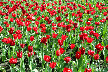 Fototapeta na wymiar Bright red flowers of tulips blooming in a garden on a sunny spring day with natural lit by sunlight. Beautiful fresh nature floral pattern.