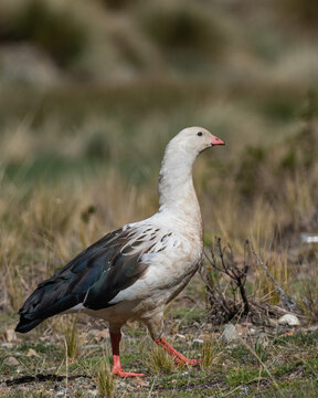 Andean goose over 4000 masl