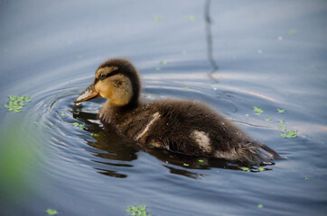 Ducks
