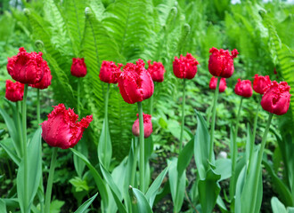 Bright red flowers of tulips blooming in a garden on a sunny spring day with natural lit by sunlight. Beautiful fresh nature floral pattern.