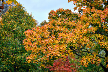 Autumn in a park. Beautiful, bright, multi-coloured, red, green, orange, yellow leaves on trees.