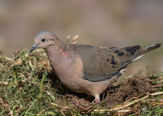 eared dove looking for nesting material