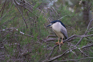 Héron bihoreau Nycticorax nycticorax en vue rapprochée